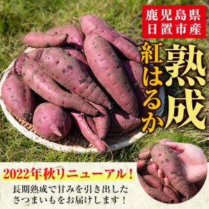 No.560 ＜訳あり・不揃い＞鹿児島県日置市産さつまいも！熟成紅はるか(約11kg) 国産 九州産 サツマイモ さつま芋 訳アリ 紅春香 熟成 芋 焼き芋 やきいも 野菜 スイーツ 常温 常温保存【