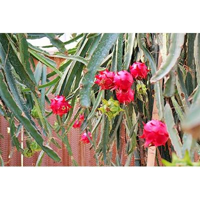 ふるさと納税 瑞穂市 養本社のドラゴンフルーツ　3個入り |  | 02