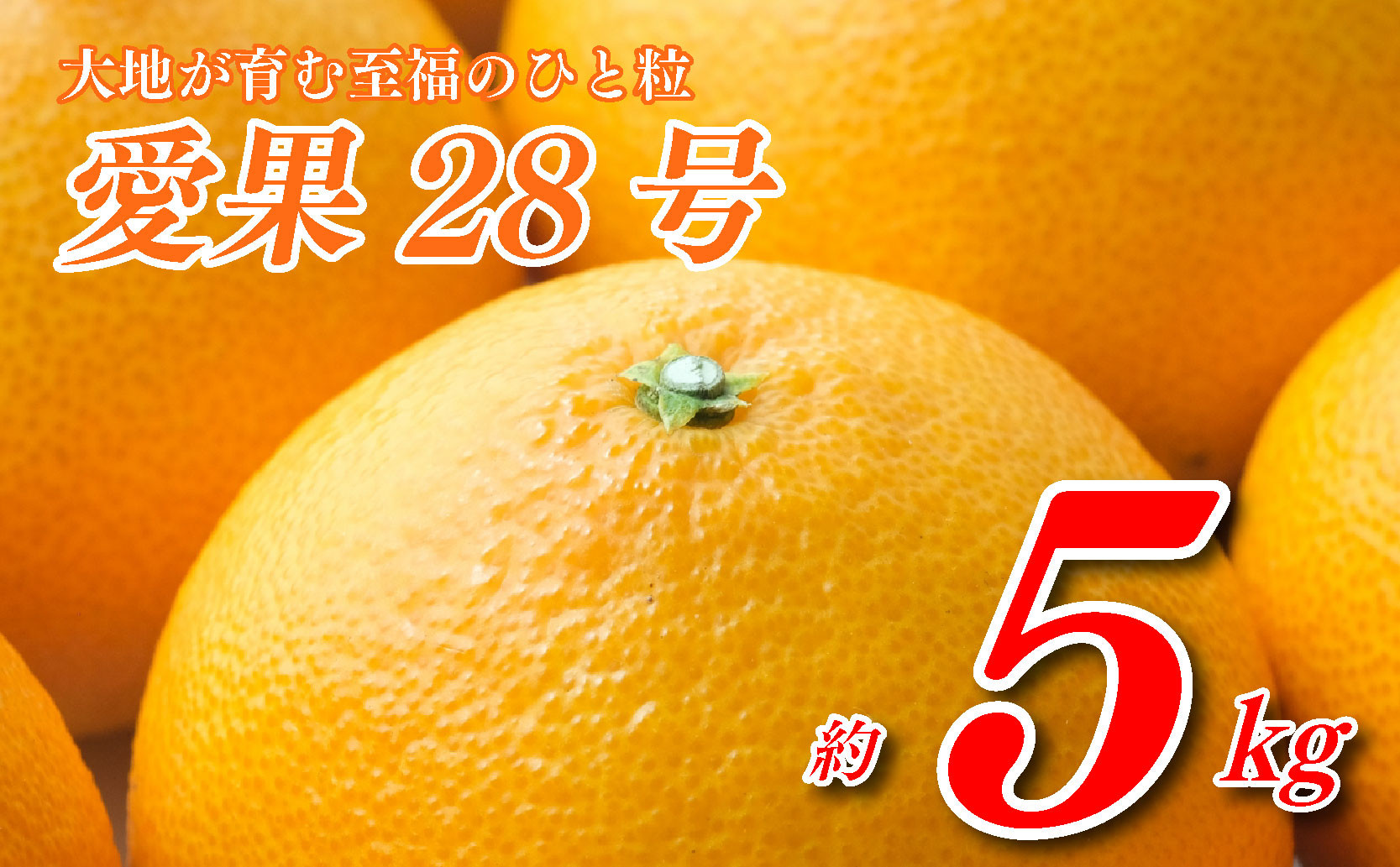 
            愛果28号 5kg 寿 あいか 極上 田中農園 あいか 愛果 みかん 柑橘 蜜柑 フルーツ 先行予約 松山市 愛媛県 数量限定 【 2024年 11月 12月発送 】
          