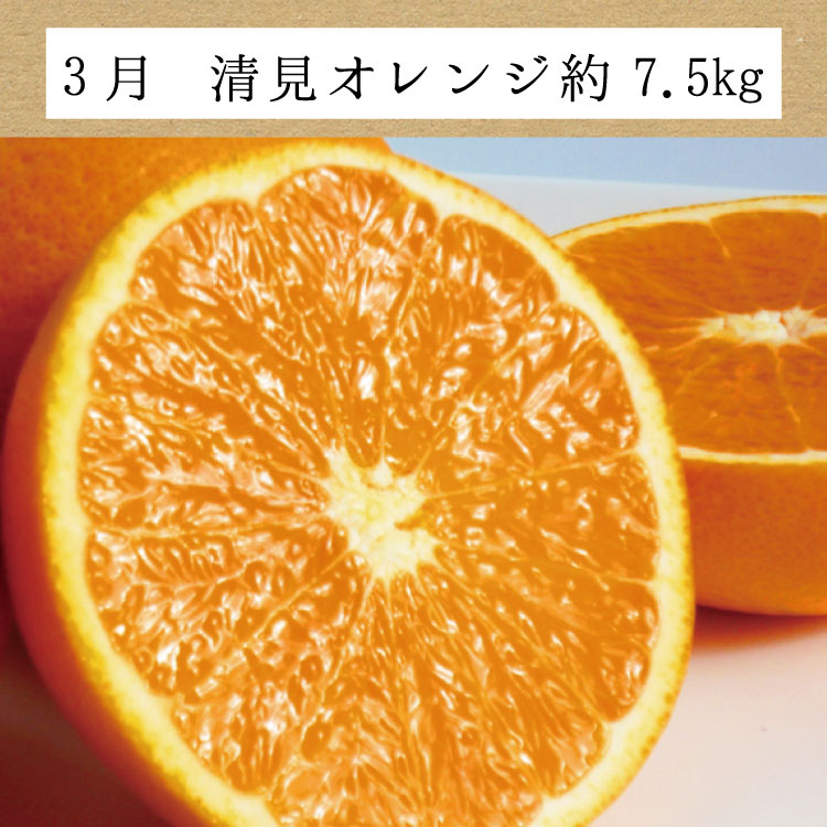 ＼たっぷり23.5kg！／【3か月定期便】訳ありみかんの定期便 / 温州みかん 不知火 清見オレンジ 定期便 果物 柑橘 由良町 フルーツ くだもの 産地直送 ミカン 和歌山【tkb113】