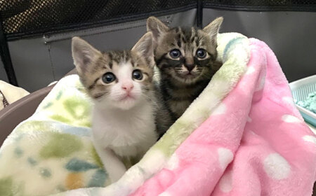 ペット用袋型ふわふわ毛布セット（Mサイズ） 大阪府高槻市/Cuddle cat[AOEW003]