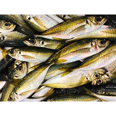 ふるさと納税 八幡浜市 竹中水産のお手軽、網真鯵1.5キロ!【D22-244】