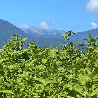 ふるさと納税 南アルプス市 山梨県産　えごま油 『金のしずく』 110g 190g　セット |  | 02