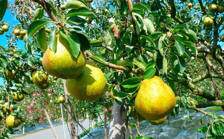 【令和7年産先行予約】 ラ・フランス 約3kg (8～12玉 秀 L～2L) 《令和7年11月下旬～発送》 『Yamagataうまいな中村屋』 梨 果物 フルーツ 山形県 南陽市 [1743]