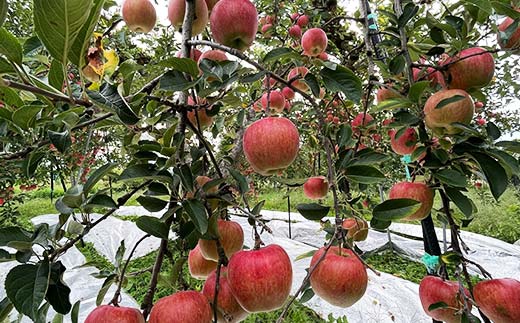 【令和6年産先行予約】 りんご 「サンふじ」 約10kg (24～46玉