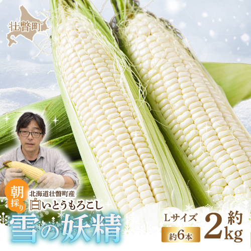 ＜2026年8月下旬よりお届け＞【朝採り】北海道壮瞥産 白いとうもろこし「雪の妖精」Lサイズ6本(約2kg) SBTQ005