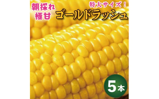 とうもろこし ゴールドラッシュ 5本 約 2kg 先行予約 トウモロコシ コーン スイートコーン 甘い 期間限定 夏 旬 野菜 鍋 炒め物 煮物 スープ 弁当 惣菜 おかず 健康 新鮮 国産 送料無料 吉野川市 徳島県