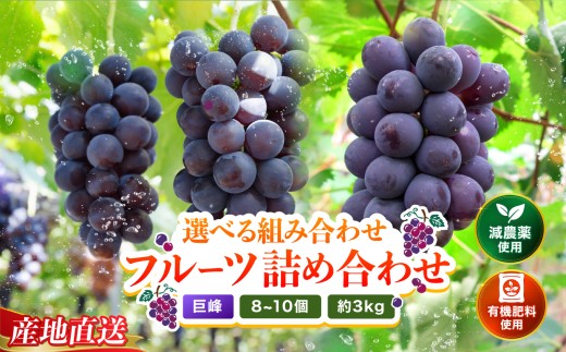 巨峰8～10房 (約3kg) | ぶどう ブドウ 葡萄 巨峰 果物 フルーツ くだもの 大分県産 九州産 大分県 中津市