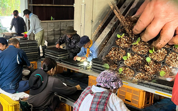 【全3回定期便】きくちのえごま油 計90g(45g×2本) / 調味料 えごま えごま油 熊本県 サラダ スープ 納豆 卵かけごはん 冷奴 味噌汁 ヨーグルト 生 菊陽町【菊池えごま生産組合】 [BH