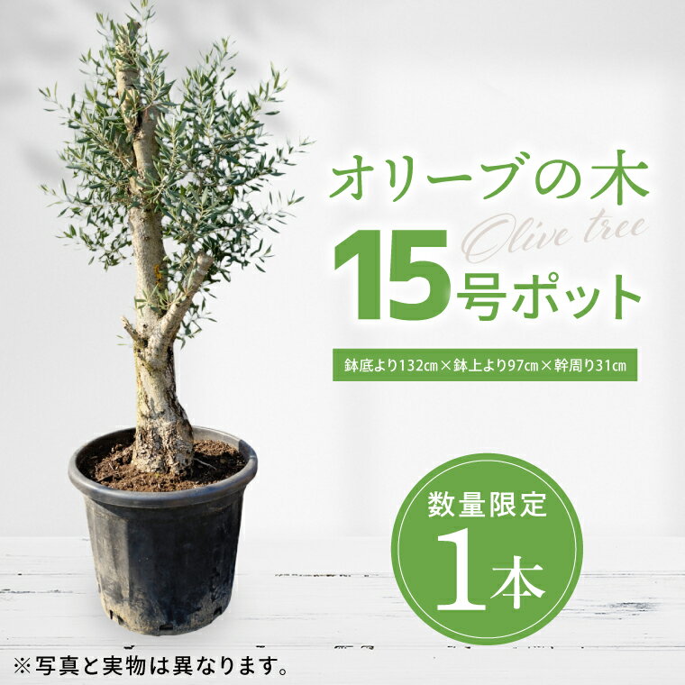 【ふるさと納税】【数量限定】オリーブの木 1本 15号|オリーブ 観賞用 新築 ギフト 美容 健康 長寿 取手市（BD005）