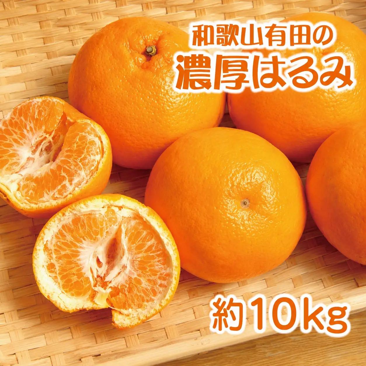 和歌山有田の濃厚はるみ約10kg (S又はMサイズ)※2027年1月下旬～2月中旬頃に順次発送予定/みかん 蜜柑 フルーツ 果物【ard204】