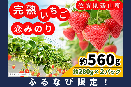 【ふるなび限定】【新農場オープン記念】【先行受付 2026年1月より発送】恋みのり(約280g×2P) K100017 FN-Limited-PR
