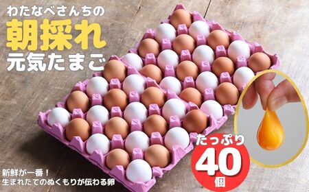 卵 朝採り 新鮮！ たっぷり40個(36個＋割れ補償4個) 濃厚で美味しい卵 わたなべさんちの元気たまご 20個×2パック  新潟 糸魚川 卵 たまご  