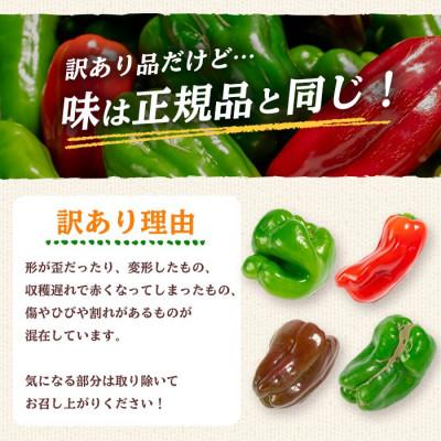ふるさと納税 志布志市 志布志産訳ありピーマン(1kg)【野菜ソムリエサミット銀賞受賞!】 |  | 01