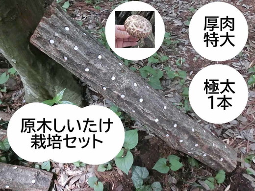 原木しいたけ栽培セット もっと美味しく、肉厚に BCEXLL1 ※離島への配送不可 | きのこ 椎茸 しいたけ シイタケ 原木 栽培 キット 栄養 健康 食育 産地直送 茨城県 古河市 _DR08