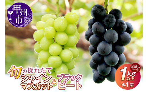 【クール配送】お試しセット！旬の採れたてシャインマスカット＆ブラックビート 1.0kg以上（各1房）【2026年発送】（HO）B-429