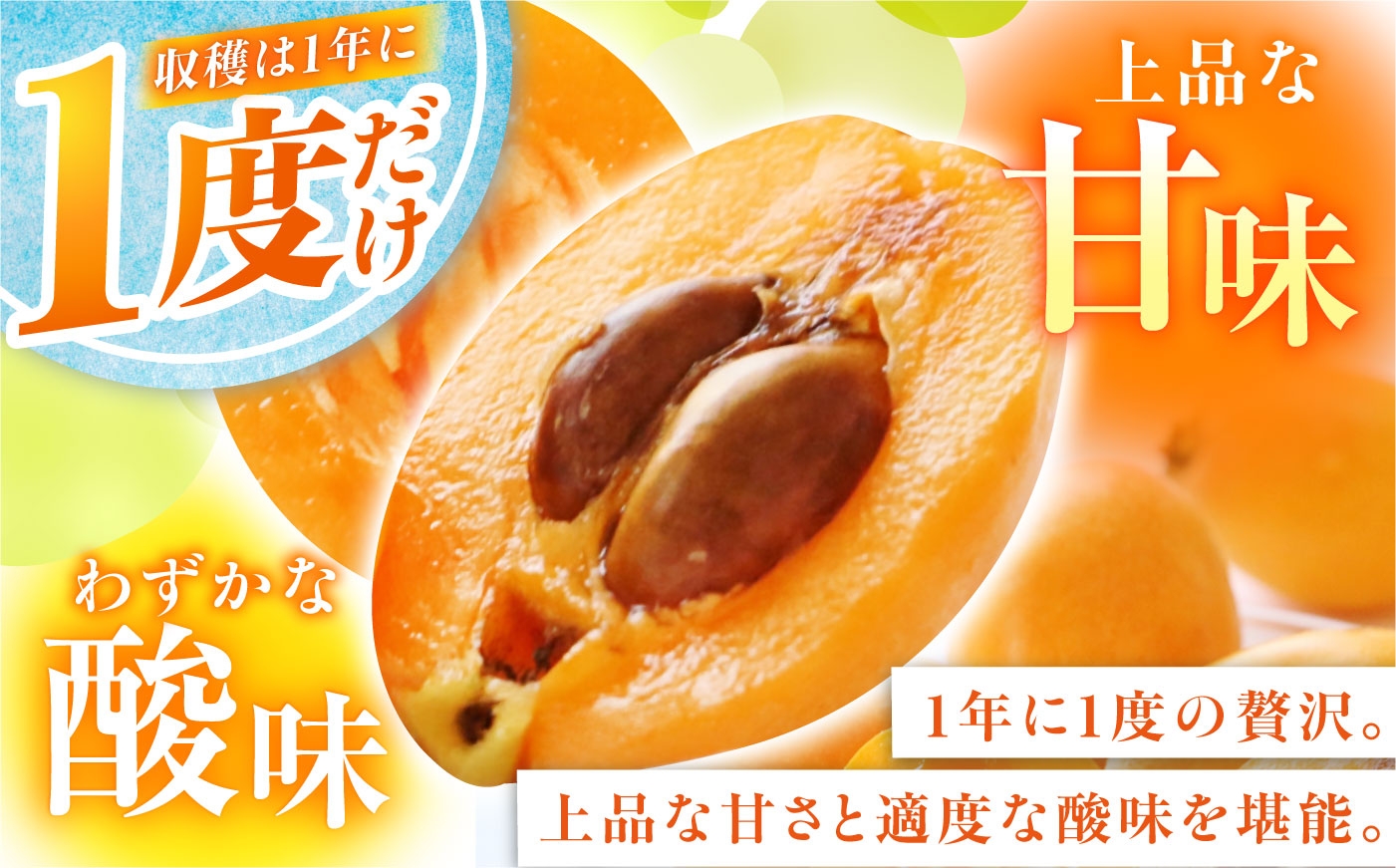 びわ ビワ 枇杷 果物 フルーツ ハウス 果実 長崎県産 国産