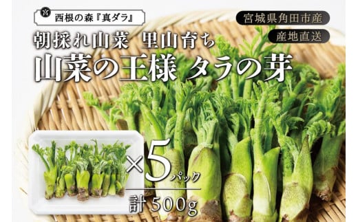 産地直送 朝採れ山菜 タラの芽 500g 山菜 天ぷら 天婦羅 パスタ 炒め物 お浸し 美味しい ご当地 取り寄せ 旬 料理 調理 ごはん 人気 おすすめ グルメ 食品 宮城