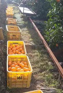 訳あり 早生みかん 大小混合 10kg 和歌山みかん
