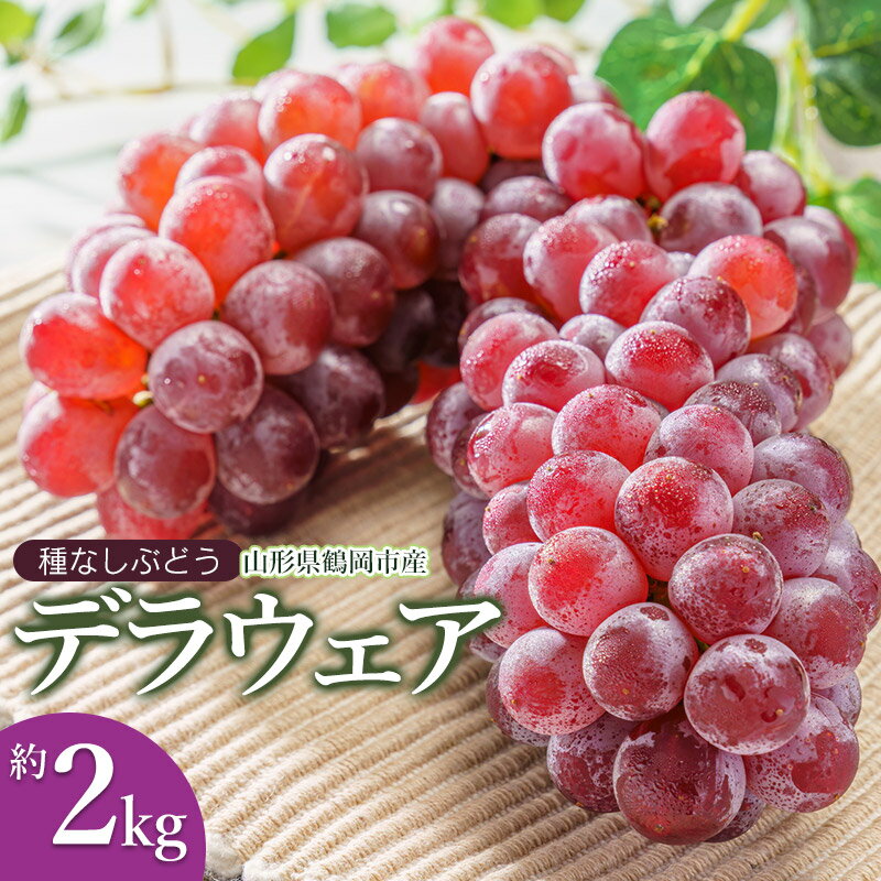 【ふるさと納税】【令和7年産先行予約】種なし ぶどう デラウェア 約2kg（10〜16房）鶴岡市産 K-730 | 葡萄 ブドウ フルーツ 果物 くだもの 山形県 デラウエア 種無しぶどう お取り寄せ 自宅用 家庭用 国産 果実