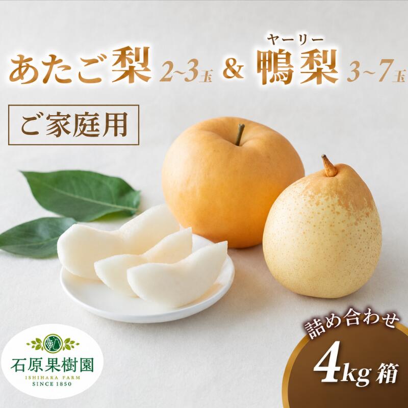 【ふるさと納税】 梨 詰め合わせ 家庭用 詰め合わせ 4kg箱 青秀 あたご梨2～3玉・ヤーリー梨3～7玉 岡山県産 | たご梨 愛宕梨 ヤーリー梨 鴨梨 梨 ご家庭用 ご自宅用 御歳暮 果物 くだもの フルーツ 石原果樹園 岡山県 真庭市