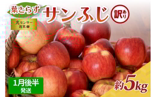 【2026年1月後半発送】【訳あり】青森県産葉とらずサンふじりんご約5kg