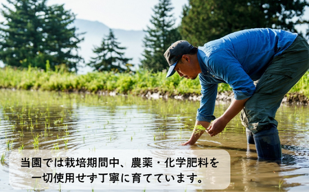 【令和7年産】幻のお米 ササシグレ 玄米 5kg 《 栽培期間中 農薬・化学肥料不使用 》やよい農園  (7-91)