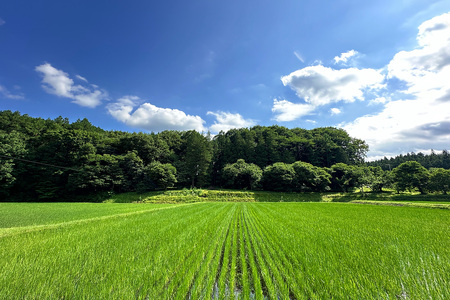 [数量限定／令和7年度米] 日光市産 コシヒカリ 白米 5kg《自然栽培米『日光自然米』／農薬不使用・化学肥料不使用》｜2025年度米 無農薬米 こしひかり オーガニック コシヒカリ 新米 精米 お米