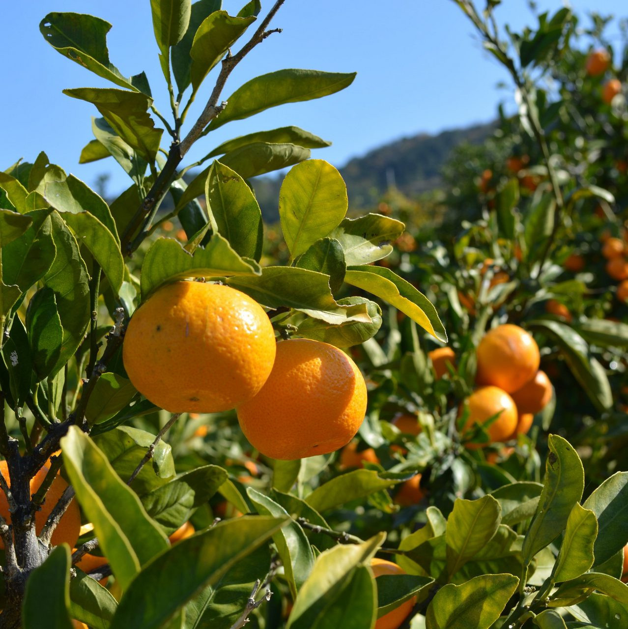 有田みかん 10kg (約89個～95個) DJ035_イメージ4