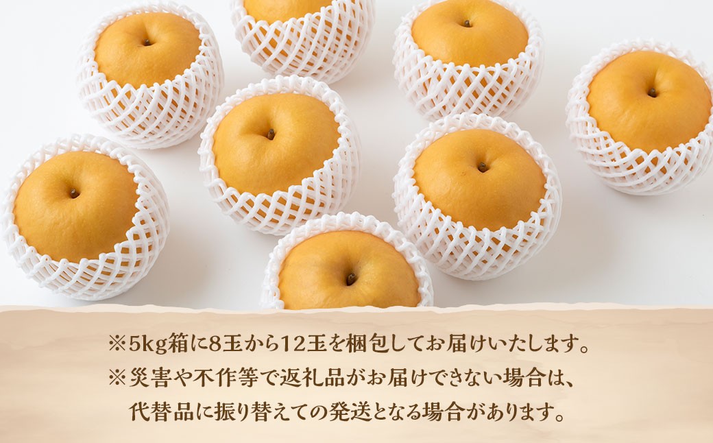 新興梨 8玉～12玉 （約5kg）
