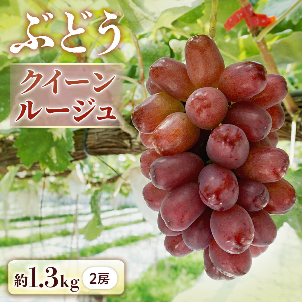 【ふるさと納税】＜先行予約＞ぶどう クイーンルージュ約1.3kg[2房]※2026年9月中旬～9月下旬発送予定※