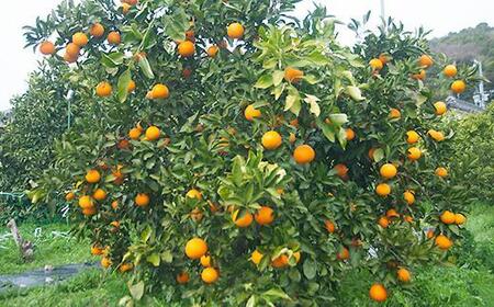 清見オレンジ 3kg【和歌山の清見オレンジ】清見オレンジ 清見オレンジ 清見オレンジ 和歌山県鈴木農園より農園直送 3キロ フルーツ 柑橘