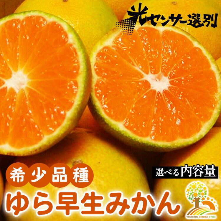 【ふるさと納税】 選べる内容量　ゆら早生 みかん 濃厚な味わい 希少品種《有機質肥料100％》極早生 ｜ 由良 ゆら 早生 わせ 柑橘 果物 くだもの フルーツ 和歌山 有田 ※北海道・沖縄・離島への配送不可 ※2025年10月上旬～11月中旬頃に順次発送予定