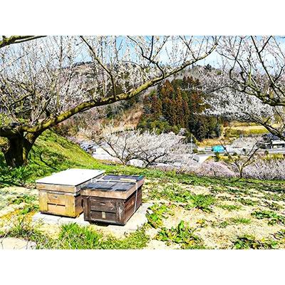 ふるさと納税 阿波市 【阿波産】”天然”影山のはちみつ　1kg |  | 03