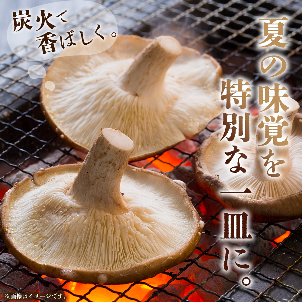 ＜夏季限定 原木生しいたけ（優品） 100g×5パック＞『2026年5月～10月に順次出荷予定』 合計500g 数量限定 期間限定 夏採れ 原木生椎茸 しいたけ シイタケ きのこ 優品 バーベキュー 