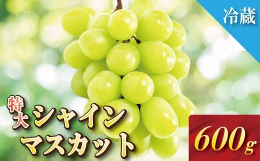 【2025年8月下旬発送】 シャインマスカット 約600g 1房 大粒 産地直送 贈答用 ご家庭用 季節限定 ぶどう ブドウ 葡萄 フルーツ 果物 くだもの 四国 徳島 小松島 しゃいんますかっと マスカット 高級 1房 化粧箱入り  9月 10月 11月 発送 フルーツ 季節のフルーツ 贈り物 贈答用 贈り物 人気 高級 ギフト 新鮮 おすすめ 甘い 送料無料 ふるさと