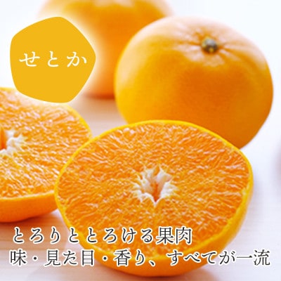 高級柑橘せとか寒天ゼリーセット8本 ミヤモトオレンジガーデン【C25−27】【1502269】
