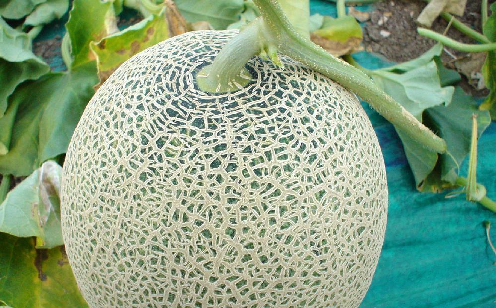 2024年夏発送 香り豊かな 北海道レッドメロン 1.6kg×2玉_01381