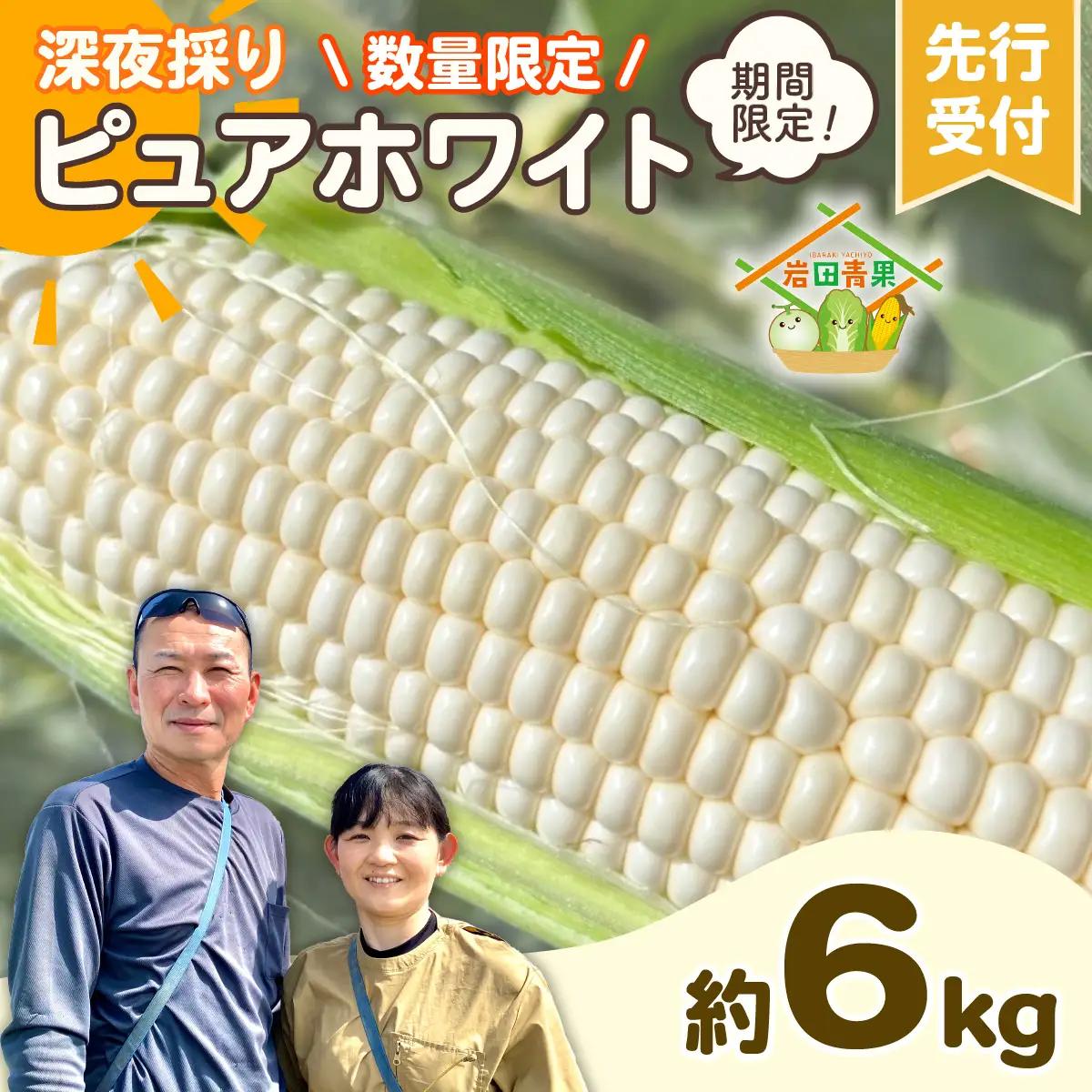 とうもろこし ピュアホワイト 6kg 茨城県産 トウモロコシ 深夜採り 朝出荷