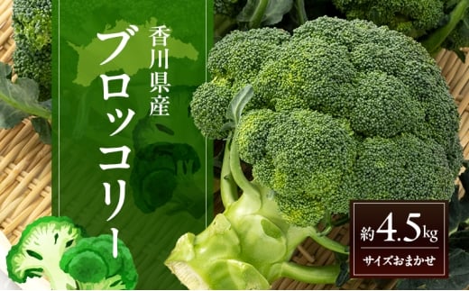 [№5911-0429]訳あり ブロッコリー 約4.5kg (サイズおまかせ) 野菜