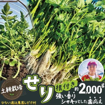 ふるさと納税 大館市 セリ 強い香りとシャキッとした歯応え 約2,000g