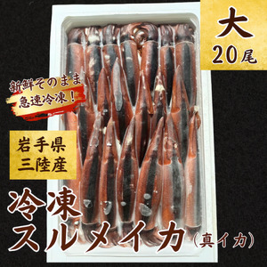【船上箱詰で急速冷凍】冷凍スルメイカ 大20尾入 鮮度抜群！ いか イカ