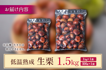 ＜期間限定＞国産 低温熟成栗（生栗）1.5kg 熟成宝珠栗 産地直送 宮崎県新富町産【B672】