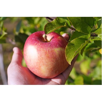 【26年1月出荷予定】平均糖度13度以上! 葉とらずサンふじ 約5kg 訳あり【配送不可地域：離島・沖縄県】