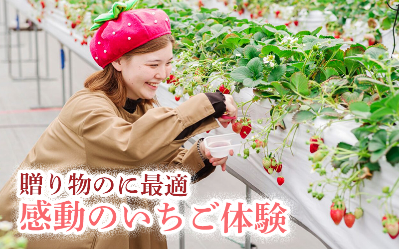 【体験】 【開催期間 2027年1月1日～5月7日】 オリジナルいちごと人気ブランドいちごの食べ比べ いちご狩り体験チケット ( 5名様分) ＋お土産いちご5パック付き【maato010】