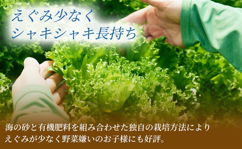 フリルレタス「海すなレタス」3個入×3箱 新鮮 野菜 サラダ【A345】 3個入×3箱
