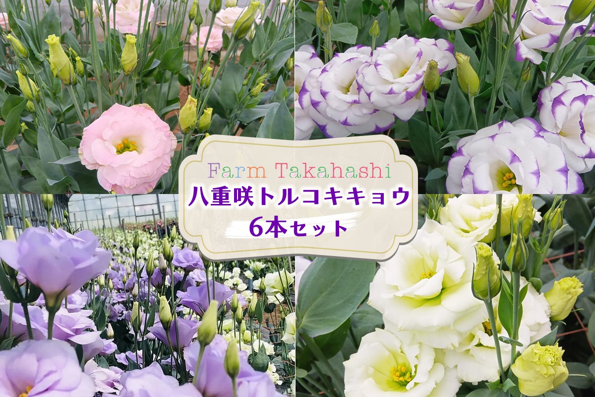 
                  ファームたかはし トルコキキョウ 6本｜花 フラワー アレンジメント 大輪 長持ち 桔梗 はな お届け インテリア 飾り プレゼント お祝い [0419ch]
                