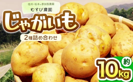 信州・むすび農園のじゃがいも2種詰め合わせ 約10kg | 農薬不使用 化学肥料不使用 植物性肥料 無農薬 旬の野菜 野菜 じゃがいも やさい 健康 長野県 松本市