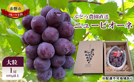 ニュー ピオーネ 朝採れ 大粒 農園直送 岡山県産 ニュー ピオーネ【600g1房】【先行予約】
