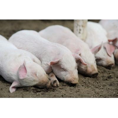 ふるさと納税 白老町 【2025年6月中旬発送】【道産豚】生プラセンタサプリメント 〜アンケシ〜　1袋60粒入 |  | 02